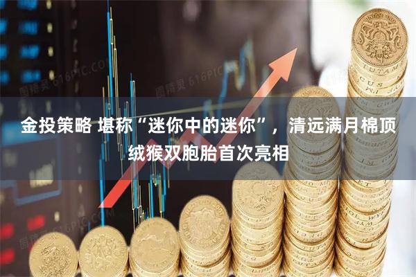 金投策略 堪称“迷你中的迷你”，清远满月棉顶绒猴双胞胎首次亮相